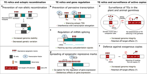 Figure 1. Beneficial and deleterious effects of the silencing of transposable element relics. (a) The silencing of transposable element (TE) relics might prevent non-allelic recombination. On one hand, such silencing promotes genome stability, on the other hand, it reduces genetic variation. (b) When TE relics bear a Transcription Start Site (TSS), their silencing can have opposite effects on gene expression. The TE relic silencing may prevent the recognition of the ectopic TE-derived TSS by the transcription machinery, thus facilitating the usage of the canonical TSS, and preventing any spurious transcription outside or within a gene. However, with a silenced TE relic within a gene, the transcription machinery may have issues reading ‘through’ the heterochromatized TE relic, resulting in a truncated mRNA. (c) On the other hand, the epigenetic repression of a TE relic inserted within a genic intron might mask spurious polyadenylation signals present in the TE sequence. (d) The spreading of repressive marks from TE relics can affect the expression of nearby genes. While such a spreading usually has deleterious effects on gene activity, it can also be co-opted by the host for the regulation of gene expression. (e) TE relics (e.g., solo LTR) silencing is involved in the surveillance of TEs in both plant and animal germlines, (f) and might be involved in the defence against exogenous TE/viral copies (e.g., LTR elements). On one hand, these defence mechanisms are crucial to maintain genome integrity, on the other hand, they might induce deleterious off-target effects due to the flexibility of the target recognition.