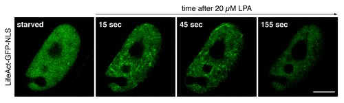 Figure 1. Signal-responsive nuclear actin dynamics. Live NIH3T3 cells expressing the actin probe LifeAct-GFP-NLS were monitored before and during stimulation with 20 µM lysophosphatidic acid (LPA). Prior to analysis, cells were transiently transfected with a plasmid encoding LifeAct-GFP-NLS and kept in serum-free medium for 24 h. Confocal microscopic images (1 frame every 10 s) reveal the distribution of LifeAct-GFP-NLS at indicated time points. Note that LPA-stimulation triggers an immediate and transient formation of nuclear actin filaments, which become visible by the decoration with LifeAct-GFP-NLS. Scale bar, 10 µm.