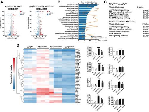 Figure 2 Loss of CDH11 suppressed pro-fibrotic gene expressions in mouse AFs. Atrial fibroblast cells isolated from CDH−/- and WT mice were cultured and treated with Ang-II for 24h, followed by RNA extraction for RNA-Seq analysis. (A) Volcano plots of normalized counts comparing the transcriptomes of atrial fibroblasts from CDH11−/- and control WT mice. A total of 891 transcripts were found to differentially expressed (DEGs) between WT and CDH−/- at resting state (Left) and 1,263 differentially expressed transcripts after Ang-II stimulation (Right). (B) DAVID functional annotation analysis showed that gene functions related to ECM were significantly down-regulated. (C) KEGG pathway analysis of Ang-II-induced DEGs showed a strong enrichment for signalling pathways associated with proliferation, fibrosis and inflammation. (D) Heat map representing color coded expression levels of DEGs, showing that 39 fibrosis-related genes were significantly up-regulated by Ang-II in WT mice, but this up-regulation was abrogated in CDH−/- AFs. € qRT-PCR analysis of eight fibrosis-related gene expression. Data were presented as mean ± SD. *: p<0.05, **: p<0.01, ***: p<0.001 vs WT; #: p<0.05, ##: p<0.01 vs WT+ Ang-II.