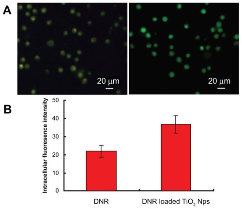 Figure 4 Fluorescent microscopic images of K562 cells (A) treated with free daunorubicin (left panel) and titanium dioxide nanoparticles loading daunorubicin as a drug delivery system (right panel). Comparison of the respective average intracellular fluorescence intensity is also shown (B). Concentrations of daunorubicin and titanium dioxide nanoparticles are 0.5 μg/mL and 10 μg/mL, respectively. Note: Data expressed as mean ± standard deviation (n = 3).Abbreviations: DNR, daunorubicin; Nps, nanoparticles; TiO2, titanium dioxide.