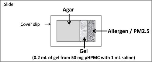 Figure 1 Graphical presentation of the experimental setup for diffusion inhibition by powder hydroxypropylmethylcellulose (pHPMC), with allergens and particulate matter (PM) 2.5 µm.