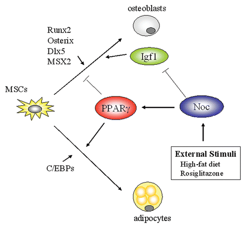 Figure 8 Schematic model of Noc, PPARγ and Igf1 network in the bone marrow. The fate of mesenchymal stem cells (MSCs) is regulated by a number of transcription factors. PPARγ and C/EBPs regulates the specification of MSCs toward the adipogenic lineage, while Runx2, Osterix and Dlx5 favors osteoblastogenesis. Circadian-regulated gene, Nocturnin (Noc), increases PPARγ activity in part by stimulating its nuclear translocation and enhances adipogenesis. In contrast, Noc is a negative regulator for osteoblastogenesis. Noc downregulates Igf1 expression probably through targeting the long-form 3′ UTR of Igf1 transcripts, resulting in the decrease in IGF-I protein levels in the skeletal microenvironment. Because IGF-I is a pivotal factor for skeletal metabolism, Nocinduced bone loss may be in part explained by its activity to decrease IGF-I levels. Importantly, Noc is induced by external stimuli such as high-fat diet and rosiglitazone, thus proposing the possibility that Noc is a circadian factor linking external stimuli and cellular metabolic outputs. PPARγ, Peroxisome proliferator-activated receptor-gamma; C/EBP, CCAAT enhancer binding protein; Runx2, Runt-related transcription factor 2; Dlx5, Distal-less homebox homolog 5; Msx2, Muscle segment homeobox homolog of 2.