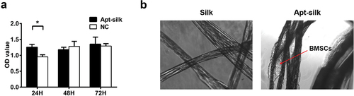 Figure 4. Biocompatibility of the Apt19s-functionalized silk fibers. (A) CCK-8 assay measuring cytotoxicity of Apt19s-modified silk fibers. (B) Typical attachment images of BMSCs to pure silk fiber and Apt19s-modified silk fiber, red arrow indicates BMSCs. Mean ± SD. OD, optical density.