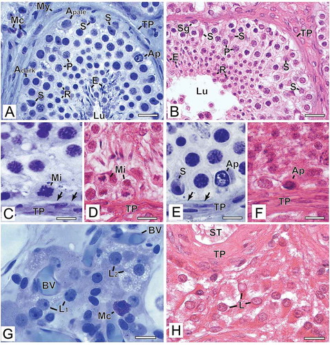 Figure 2. Photomicrographs at higher magnification of human testicular biopsies. A,C,E,G) Glutaraldehyde/glycol methacrylate (G/GMA) processing followed by toluidine blue-sodium borate staining. B,D,F,H) Bouin/paraffin (B/P) processing followed by hematoxylin & eosin staining. After G/GMA (A), germ cells (Adark and Apale spermatogonia; P: pachytene spermatocyte; R: round spermatid; E: elongating spermatid) and somatic cells (S: Sertoli cell; My: myoid cell; Mc: mast cell) as well apoptosis (Ap) and tunica propria (TP) were promptly recognized. After B/P (B), it is difficult to confidently recognize different spermatogonial subtypes (Sg). Lu: lumen. The processes of mitosis (C,D) and apoptosis (E,F) were more easily recognized and the initial hyalinization of tunica propria (C,E, arrows) after G/GMA. After G/GMA (G), Leydig cells showed evident round nucleus and nucleolus and the cytoplasm was either less evident (L1) or full of lipid droplets (L2). These morphological details were not observed after processing with B/P (H). ST: seminiferous tubule; BV: blood vessel. Bars: A-B, 23 μm; C-D’, 10 μm; E-F, 15 μm