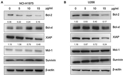 Figure 4 Physalis alkekengi var. franchetii extracts suppressed STAT3-mediated downstream genes in NCI-H1975 and U266 cells. (A) NCI-H1975 cells were incubated with various concentrations of the physalins for 24 h. The cell lysates were isolated for Western blot analysis to detect the Bcl-2 family, XIAP and survivin protein levels. β-actin was used as a loading control. (B) U266 cells were treated with physalins in a dose-dependent manner for 24 h. Western blot was performed with the anti-Bcl-2 family, anti-XIAP and anti-survivin primary antibodies. The semiquantification of protein levels was performed with ImageJ software. The relative gray values of Bcl-2 and XIAP are shown below.