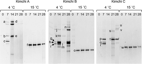 Figure 2. PCR-DGGE analysis of yeast communities in three types of kimchi fermented at 4 or 15 °C. Bands labeled with letters were excised and their DNA sequences were determined for identification of yeasts (see Table 1). The numbers above each lane represent the fermentation period (days).