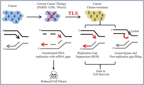 Figure 3. Schematic illustration to depict TLS-induced chemo-resistance in cancer