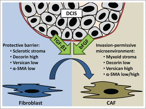 Figure 1. Ductal carcinoma in situ (DCIS) causes growth factor-induced transition of fibroblasts into cancer-associated fibroblasts (CAF). CAF-induced ECM remodeling turns sclerotic stroma into myxoid stroma. Decreased decorin expression and increased versican expression may contribute to this altered architecture. Alpha-smooth muscle actin (α-SMA) is differentially regulated by bFGF and TGF-β1. This CAF-induced altered ECM composition paves the path for invasion.