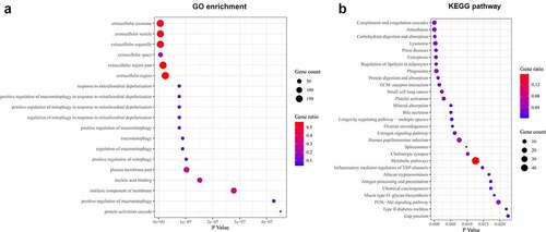 Figure 7. Biological processes and pathways associated with DGKZ in CC. (a) GO enrichment analysis on the different genes in cervical cancer profiles. The ordinate represents the GO items and the abscissa represents the number of different genes. (b) KEGG functional enrichment analysis of DEPs in cervical cancer expression profile. The ordinate represents the KEGG items and the abscissa represents the number of different genes