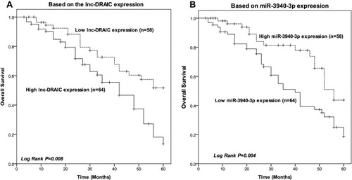 Figure 2 Kaplan–Meier curves. (A) Kaplan–Meier curve of patients based on lnc DRAIC expression (Log rank P = 0.008). (B) Kaplan–Meier curve of patients based on miR-3940-3p expression (Log rank P = 0.004).