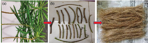Figure 1. Cascabela thevetia (a) plant (b) stem (c) extracted fibers.