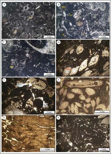 Figure 9. Major microfacies types of the Bartonian limestones from the Kalateh section. (A-C) Coral-Coralline algae packstone-rudstone, showing corals (Co), Corallines (Cor), Nummulites (Num), rotaliids (R), miliolids (Mi), Bryozoans (Bry), worm tubes (Wt), inner-ramp, sample KT1-5. (D-E) Coralline algae-Nummulites rudstone, note Nummulites (Num), Corallines (Cor), orthophragminids (Or), Caudriella sp. (Ca), middle-ramp, sample KT6-10. (F-G) Nummulites rudstone, note Corallines (Cor), middle-ramp, KT11-14. (H) Crustose coralline algal bindstone, middle-ramp, KT15-18