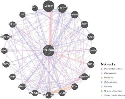 Figure 8 PPI network for SELENOP based on GeneMANIA online tool. Different colors of the network edge indicate the bioinformatics methods applied: physical interaction, co-expression, predicted, colocalization, pathway, genetic interaction, and shared protein domains.