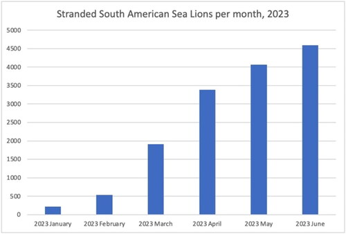 Figure 2. Column graph showcasing the frequency of stranded Otaria flavescens (South American sea lion) throughout the year 2023 by month.