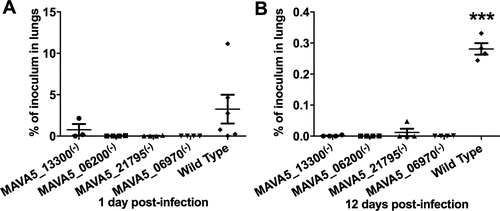 Figure 1. In vivo survival of M. avium A5 wild type and gene knockout mutants expressing delayed apoptotic phenotype in secondary infected macrophages after 24h (A) and 12 days (B) post-infection. ***, p < 0.0001 between the wild type control and all mutant infections at day12.