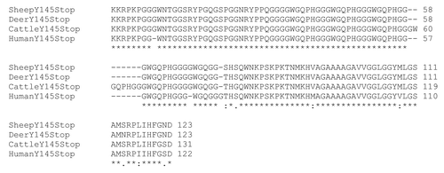 Figure 1 Amino acid sequence alignment of Y145Stop from different species is shown. The alignment was obtained using ClustalW of huY145Stop with the corresponding sequences in cattle, deer and sheep genome.