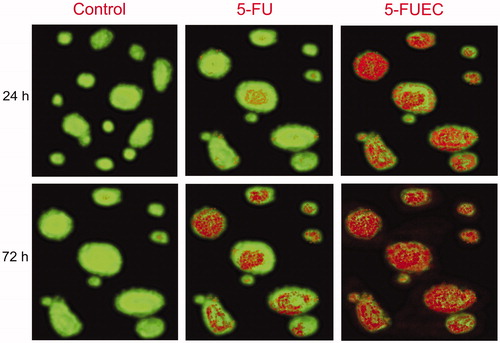 Figure 4. Fluorescent microscopic images of HCT 116 colon cancer lines with enteric coated nanoparticles, pure drug (5-FU) at 24 h and 72 h. Control was visualized by green fluorescence at all time intervals conforming its viability. 5-FU had shown minimal fluorescence of light orange and green representing minimal apoptosis. 5-FUEC had shown appreciable apoptosis attributing to the major part of the cells with red fluorescence.