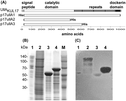 Fig. 3. Domain structure and purification of UllA.