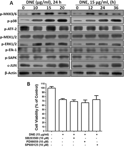 Figure 6. Effects of DNE in MAP kinases signaling pathway in SH-SY5Y cells. (A) SH-SY5Y cells were cultured in 60-mm culture dishes to near 90% confluence and then starved in DMEM containing 0.5% FBS. After 24 h starvation cells were treated with 0–20 µg/ml of DNE in dose-dependent and 15 µg/ml of DNE in time-dependent experiments. Whole cell lysates were subjected to 10% SDS-PAGE and the levels of p-MKK3/6, p-p38, p-ATF-2, p-MEK1/2, p-ERK1/2, p-Elk-1, p-SAPK, and c-JUN proteins were detected by western blotting. β-actin was used as a loading control. (B) SH-SY5Y cells were cultured in 96-well dishes to near confluence 50–60% and then starved in DMEM containing 0.5% FBS for 24 h. After starvation cells were pretreated with 10 µM SB203580, 10 µM PD98059, and 10 µM SP for 1 h just before exposure to 15 µg/ml of DNE for 24 h. Viable cell number was quantified by CCK-8 kit. Results are expressed mean ± SEM and representatives of three independent experiments are shown (n = 3).