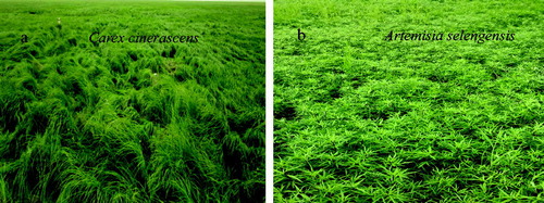 Figure 1. Vegetation medows showing by field photographs (a, b).