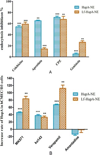 Figure 9 Effects of (A) transporter inhibitors and (B) endocytosis inhibitors on cellular uptake of HupA-NE and Lf-HupA-NE. Values represent the mean±SD (n=3). Statistically significant in comparison with normal control **p<0.01, ***p<0.001.