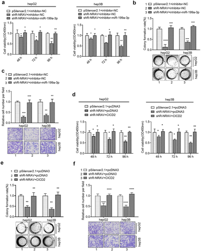 Figure 5. Rescue experiments were used to verify that NRAV regulated the cell phenotype through miR-199a-3p/CICD2 axis. (a–c) Effect of co-transfection of miR-199a-3p inhibitor and shR-NRAV on the HCC cell viabilities, proliferation and invasion. (d–f) Effect of co-transfection of miR-199a-3p inhibitor and shR-CICD2 on the HCC cell viabilities, proliferation and invasion. *p < 0.05, **p < 0.01, ***p < 0.001, ****p < 0.0001.