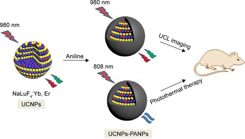 Figure 3 Schematic illustration of synthesis of NaLuF4:Yb, Er (UCNPs), and polyaniline-coated UCNPs (UCNPs-PANPs) and their applications in UCL imaging and photothermal therapy.Notes: Upon 980 nm excitation, both UCNPs and UCNPs-PANPs emitted green and red emissions. Upon 808 nm, UCNPs-PANPs could convert laser light into heat.Abbreviations: UCL, upconversion luminescence; UCNPs, upconversion nanoparticles; UCNPs-PANPs, polyaniline-coated UCNPs.