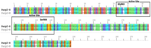 Figure 2. Comparison of PARP-2 amino acid sequences in human and mouse. Note: H = Human, M = Mouse.