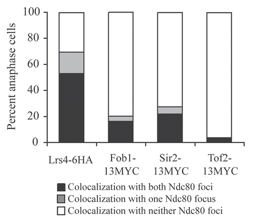 Figure 2 Kinetochore association during anaphase is not a general feature of RENT complex components. Cells carrying Ndc80-GFP and either Lrs4-6HA (A15127), Fob1-13MYC (A20431), Sir2-13MYC (A20432) or Tof2-13MYC (A20433) fusions were released from a pheromone-induced G1 arrest at 25°C. The percent of anaphase cells showing co-localization of the tagged proteins with Ndc80-GFP was determined. At least 50 cells were counted per strain.