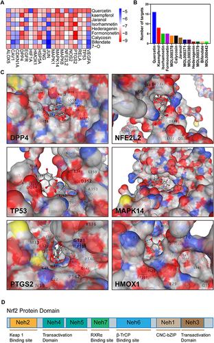 Figure 4 Molecular interaction of Astragalus membranaceus with target proteins. (A) Heatmap of CB-DOCK scores for the main active components of Astragalus membranaceus and screened targets. (B) Histogram of the number of targets of the main active components of Astragalus membranaceus. (C) The 3D model of the interaction between Quercetin and the target protein with 6 highest docking energy. (D) Domain structure of Nrf2.