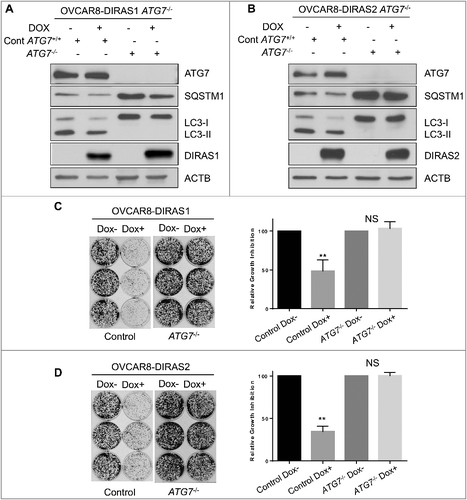 Figure 4. DIRAS1 and DIRAS2 growth inhibition is dependent upon functional autophagy. Using CRISPR/Cas9 double-nickase control plasmid or ATG7 sgRNA, OVCAR8-DIRAS1 and OVCAR8-DIRAS2 inducible cells were generated from single-cell clones. (A and B) Western blot analysis revealed that control cells induced autophagy upon re-expression of DIRAS1 or DIRAS2 whereas ATG7−/− cells did not. Knockout efficiency was observed by western blot analysis of ATG7. (C and D) Clonogenic assays were performed with these sublines, documenting that growth inhibition seen by re-expressing DIRAS1 or DIRAS2 is dependent upon functional autophagy. Experiments were completed in triplicate. Asterisk denotes significant difference (*p<0.05 or **p<0.01).