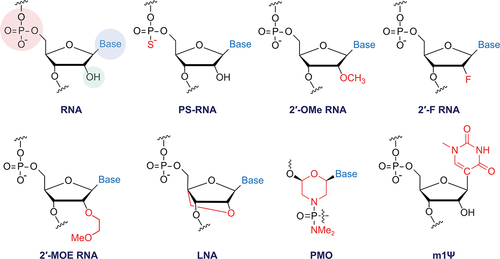 Figure 2. Examples of commonly used chemically modified nucleotides. RNA nucleotides can be chemically modified in the phosphate backbone (red), nucleobase (blue), or through substitution of the 2’-OH (green) to improve the thermal and serum stability of oligonucleotides. Common modifications: phosphorothioate RNA (PS-RNA); 2’-O-methyl RNA (2’-OMe); 2’-fluoro RNA (2’-F RNA); 2’-O-methoxyethyl RNA (2’-MOE); locked nucleic acid (LNA); phosphoramidite morpholino oligomer (PMO); N1-methylpseudouridine (m1Ψ). Chemical structures are created in the software ChemDraw professional 17.1.