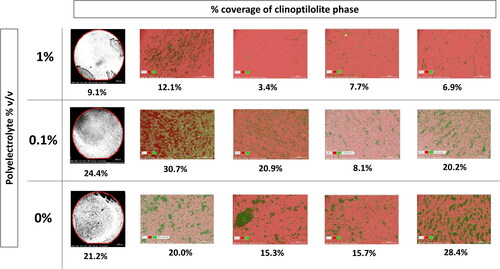 Figure 1. Black and white stitched BSE images (left) of the whole coupon within the red area, clinoptilolite (black) coverage of the steel (white) was quantified using imageJ to give the percentage (below the image). EDX maps (right) from 4 randomly allocated spots on the coupons, grouped the clinoptilolite (green) and steel (pink) phases separately for quantification of clinoptilolite coverage by % surface area (below image).