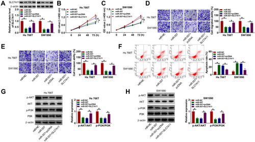 Figure 6 SLC7A11 overexpression partly alleviates miR-557-mediated effects in pancreatic cancer cells. (A-H) Hs 766T and SW1990 cells were transfected with miR-NC, miR-557, miR-557 + pcDNA or miR-557 + SLC7A11. (A) The protein level of SLC7A11 in transfected pancreatic cancer cells was examined by Western blot assay. (B and C) CCK8 assay was utilized to evaluate cell proliferation ability. (D and E) Transwell assays were conducted to assess cell migration and invasion abilities. (F) The percentage of apoptotic cells (the first quadrant and the fourth quadrant) was evaluated by flow cytometry. (G and H) The levels of p-AKT, AKT, p-PI3K, PI3K were determined by Western blot assay. *P<0.05.
