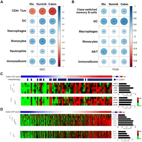 Figure 4 Impact of CAFs on immune microenvironment. (A–B) Enrichment analyses of CAF-associated immune cell types in DDTC patients from the combined GEO cohort (A) and PTC patients from the TCGA cohort (B). (C) The DDTC patients were ranked by the Calon signature score, histopathological subtypes, immune checkpoint markers and activated tumor-associated macrophage markers. (D) The PTC patients were ranked by the Calon signature score, immune checkpoint markers and activated tumor-associated macrophage markers. Spearman correlation was performed to analyse the linear correlation of the CAF score with expression value of immune microenvironment markers. **p<0.01.