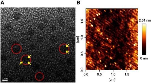 Figure 3 Morphological characterization of K-AuNCs. (A) HR-TEM analysis of K-AuNCs. (B) Bio-AFM height images of K-AuNCs.Notes: Red circles indicate the formation of K-AuNCs and the yellow arrows indicate the Au crystals were organized well.