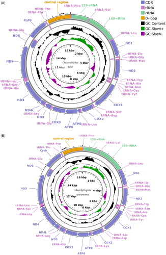 Figure 2. Mitochondrial genome maps showing 13 protein coding genes, 2 ribosomal RNAs, 22 transfer RNAs and the control region (D-loop) for (A) Oncorhynchus gilae (GenBank: OQ301638) and (B) Macrhybopsis tetranema (GenBank: OQ301637) generated using the program proksee v. 6.0.2 (https://proksee.ca/) using the relative scale option. Plots of GC content and skew used a window size of 500 and reflect GC content/skew scores on a scale of 0 to 1 using a baseline of 0.5. Positive and negative skew are indicated by values above and below the midpoint respectively. Asterisks in the control region indicate the approximate location and number of repetitive elements. The order of mitochondrial genes is conserved between species.