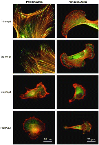 Figure 3. Paxillin (green) and vinculin (green) immunofluorescence staining double-labeled with actin (red) for hFOB cultured for 24 h on PLLA/PS demixed nanopit-textured films and flat PLLA films. Images reproduced with permission from [Citation46].