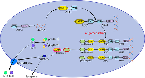 Figure 1 Composition and activation of AIM2 inflammasome.