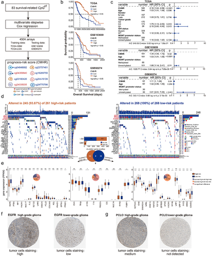 Figure 6. The prognostic value of CHMC score and CMHR score. (a). The construction of the CMHR score. (b). Kaplan-Meier (KM) analysis showed that low-risk patients had poor survival outcomes (training data: TCGA, and testing data: GSE103659 and GSE60274). (c). For TCGA samples, the forest plot shows the CMHR score is a prognostic factor independent of the age, gender, tumor grade, MGMT promoter status, and IDH status of glioma patients. For GSE103659 and GSE60274, the CHMR score is independent of the age and MGMT promoter status of glioma patients. (d). Oncoplots show the mutation genes differed in high-risk and low-risk patients, there were nine genes overlapped in both groups including IDH1, TP53, ATRX, TTN, RYR2, PIK3CA, MUC16, CIC, and FUBP1. High-risk patients include 221 LGG samples and 40 GBM samples, while low-risk patients contain 266 LGG samples and 2 GBM samples. (e). The expression differences of mutation genes between high- and low-risk patients. For genes mutated more frequently in the high-risk group, there were 4 out of 15 genes (26.67%) with greater expressions in high-risk patients, and there were 5 out of 15 genes (33.33%) expressed higher in low-risk patients. For genes mutated more frequently in the low-risk group, there were 11 out of 16 genes (68.75%) with higher expressions in low-risk patients, and there were 3 out of 16 genes (18.75%) expressed higher in high-risk patients. The protein expression levels of (f) EGFR and (g) PCLO were checked from the human protein atlas (https://www.Proteinatlas.org/humanproteome/pathology).