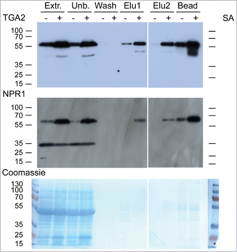 Figure 3. In vivo pull-down of NPR1 with TAP-tagged TGA2 from leaves using a calmodulin (CaM) affinity resin. Affinity purification of TAP-tagged TGA2 was followed by immunoblotting using αTGA2-C antiserum.Citation24 Fractions are shown on the top; extracts (Extr.) from 6-week old plants treated without or with 1 mM salicylic acid (SA) for 30 h, fraction unbound to CaM affinity matrix (Unb.), wash fraction, EGTA elution steps (Elu1 and Elu2), and protein remaining on the CaM affinity matrix (Bead). Immunoblot using αNPR1 antibodyCitation36 shows copurification of NPR1 with TGA2. A band of ∼35 kDa cross-reacting with the NPR1 antibody is also visible. Coomassie staining of the blot, which shows approximately equal loading of the lanes containing the extracts. Reduced staining in lanes labeled Elu1, Elu2, and Bead demonstrates partial purification of TGA2 and the associated NPR1.