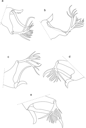 Figure 7. Lophotrix in larvae of Hexathrombiini. a) Hexathrombium abirami. b) Hexathrombium lubomirae, holotype. c) Hexathrombium mamerti. d) Beronium veronicae, holotype. e) Alhamitrombium tetraseta, holotype. Not to scale