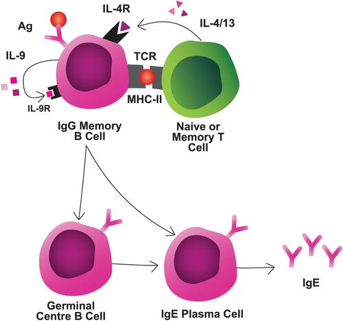 Figure 3 Interactions during memory reactivation. MBCs interact with naive or memory T cells through TCR/MHC and IL-4/IL-4R interactions, at a minimum. MBCs secrete autocrine/paracrine IL-9 which is required for MBC reactivation. MBCs can differentiate rapidly into IgE-secreting PCs, or first enter GCs for additional diversification prior to IgE PC differentiation.Abbreviation:Ag, antigen.