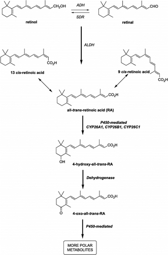 Figure 1 Alcohol dehydrogenases (ADH) and short-chain dehydrogenase/reductase catalyse the oxidation of retinol to retinaldehyde, which is subsequently oxidised by aldehyde dehydrogenases (ALDH) to retinoic acid. Retinoic acid, all-trans (atRA) and 9-cis (9cRA) isomers are further metabolised by cytochrome P450 enzymes (including CYP26A1, B1 and C1) to inactive polar metabolites resulting in retinoid excretion.