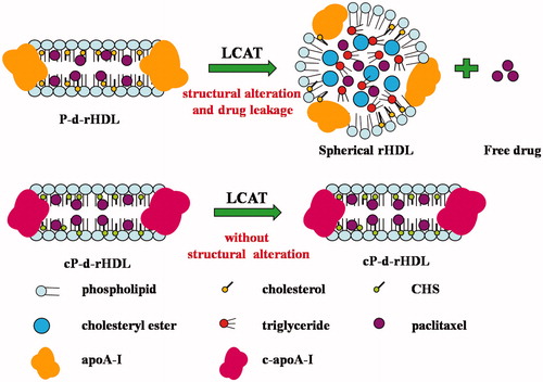 Figure 1. Different actions between P-rHDL or cP-rHDL with LCAT.