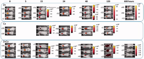 Figure 3. Whole animal IVIS imaging in which the administered material confers fluorescence at the injection point. The administered protein was clustered with divalent cations of either Zn, Ca, or a CaZn mixture as indicated in Figure 1. Numbers at left indicate the particular animal from which the final ex vivo reading was recorded (see Supplementary Figure 1). The scale color bar reflects the radiance expressed as (p/s/cm2/sr).