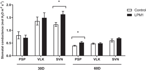 Figure 7. Stomatal conductance of bell pepper varieties under shade house conditions. (PSP) Prosperity, (VLK) Valkiria, and (SVN) Sven at 30 and 60 days after inoculation with Bacillus subtilis LPM1 (black bars) and uninoculated control (white bars). Level of significance: *, p ≤ 0.05; one-way ANOVA.