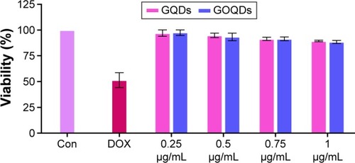 Figure 5 Cell toxicity assay of GQDs and GOQDs.Notes: Viability percentage of the HEK293T cells following exposure to the increasing concentration of GQDs (pink bars) and GOQDs (blue bars). The bar labeled as “Con” represents the viability of the cells maintained under the same conditions and without any treatment. The bar labeled as “DOX” represents the viability of the cells treated by doxorubicin. Each experiment was conducted three times.Abbreviations: GQDs, graphene quantum dots; GOQDs, graphene oxide quantum dots.