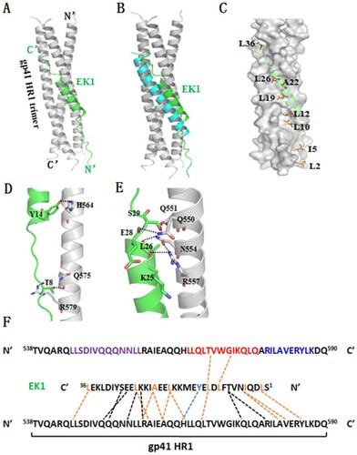 Figure 5. Binding model of EK1 peptide with the HR1 of HIV-1 gp41 by molecular docking. The residues involving hydrogen bonds and hydrophobic interaction are shown as stick models with labels. Hydrogen bonds and PI-bond are indicated in dashed lines. (A) A ribbon model of EK1/HR1 structure, in which the HR1 trimer is coloured in grey and EK1 is in green. (B) Superimposing of EK1 with the gp41 HR2 peptide C34 (in cyan). (C) A group of hydrophobic residues of EK1 make extensive contacts with the gp41 HR1 surface critically determining the inhibitor binding. (D) At the extended N terminal of EK1, T8 donates a hydrogen to the gp41 Gln-575 while it accepts a hydrogen from the gp41 Arg-579. At the beginning of EK1 helix portion, a PI-bond is formed between Y14 of EK1 and His-564 of gp41. (E) Around the end of the EK1 helix, a hydrogen-bond network encompasses four pairs of interactions: the long side chain of Arg-557 donates a hydrogen bond to the O_atom of K25, the side chain of Asn-554 donates a hydrogen bond to the O_atom of L26, the side chain of Gln-550 donates a hydrogen bond to the O_atom of E28, and the side chain of Gln-551 accepts a hydrogen bond from S29. (F) Sequence illustration of EK1 binding modelled by molecular docking. A single EK1 peptide interacting with two NHR helices is shown in a sequence map. The dashed black lines indicate the interhelical hydrogen bonds, the dashed blue line indicates a pi-bond, and the dashed orange lines indicate hydrophobic interactions. The sequences mediating T20 resistance, pocket-1 site, and pocket-2 site are marked in purple, red, and blue, respectively
