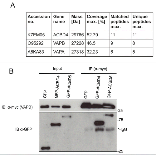 Figure 2 . ACBD4iso2 interacts with VAPB. (A) Identification of VAPB and VAPA by MS after co-immunoprecipitation (IP) with GFP-ACBD4iso2 from COS-7 cells (results from 3 experiments); GFP used as control. Only protein IDs which did not appear in any of the GFP only control experiments were considered. (B) Immunoprecipitation (IP) of GFP-ACBD4iso2 and Myc-VAPB after co-expression in COS-7 cells. GFP used as a negative control and GFP-ACBD5 as a positive control. Samples were immunoprecipitated (GFP-Trap) and immunoblotted (IB) using Myc/GFP antibodies.